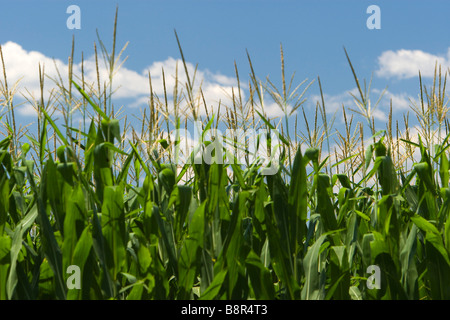 Mais oder Mais wächst in Iowa USA Stockfoto