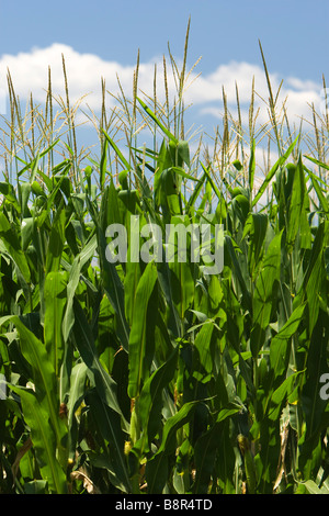 Mais oder Mais wächst in Iowa USA Stockfoto