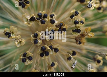 Allium 'Purple Sensation' AGM (ornamentale Zwiebel) Samen in den trockenen Seedhead Hollandicum. Stockfoto