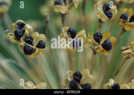 Allium 'Purple Sensation' AGM (ornamentale Zwiebel) Samen in den trockenen Seedhead Hollandicum. Stockfoto