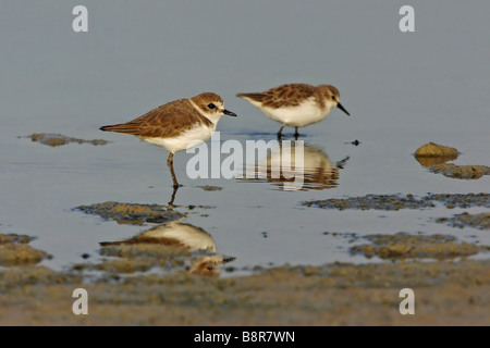 Seeregenpfeifer (Charadrius Alexandrinus), zwei Individuen auf Nahrungssuche, Spanien, Extremadura Stockfoto