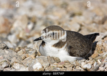 Seeregenpfeifer (Charadrius Alexandrinus), Zucht, Griechenland, Lesbos Stockfoto