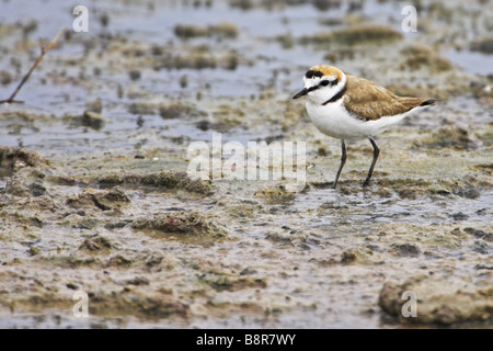 Seeregenpfeifer (Charadrius Alexandrinus), Nahrungssuche in Schlamm, Griechenland, Lesbos Stockfoto