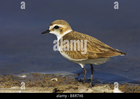 Seeregenpfeifer (Charadrius Alexandrinus), Nahrungssuche auf die Wasser-Rand, Griechenland, Lesbos Stockfoto