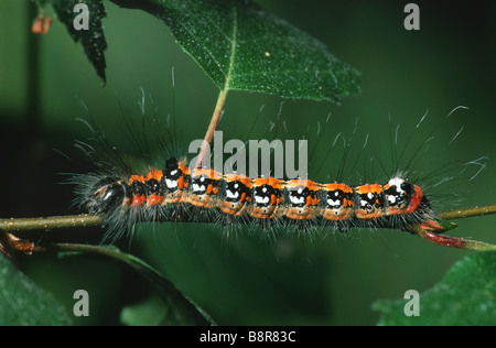 Dunkle Dolch (Acronicta Tridens), Imago, sitzt auf einem Zweig Stockfoto