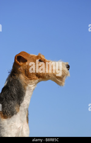 Foxterrier (Wire) (Canis Lupus F. Familiaris), portrait Stockfoto