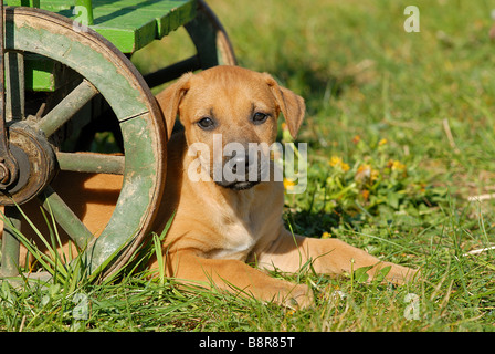 Mischling Hund (Canis Lupus F. Familiaris), liegend auf einer Wiese, hinter einem Wagenrad peering Stockfoto