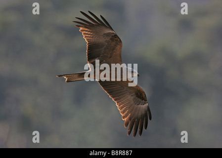 Schwarzmilan, gelb-billed Kite (Milvus Migrans), fliegen, Deutschland Stockfoto