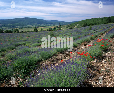 Lavendel (Lavandula Angustifolia), Lavendel-Felder mit Mohnblumen, Frankreich, Provence Stockfoto