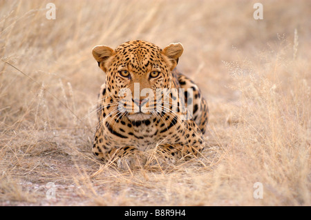 Leopard (Panthera Pardus), Lys getrocknetes Gras, Namibia Stockfoto