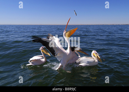 östlichen weißer Pelikan (Pelecanus Onocrotalus), Fischfang, Fütterung, Namibia Stockfoto