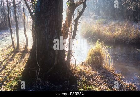 Hinterleuchtete Fenland Winterszene der Nebel über dem Deich mit Erlen und Weiden und größere Grasbüschel und Teich Segge Abbrennen Stockfoto