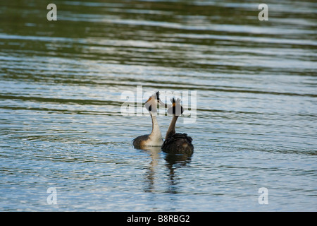 GREAT CRESTED GREBE PAARUNG RITUAL Stockfoto