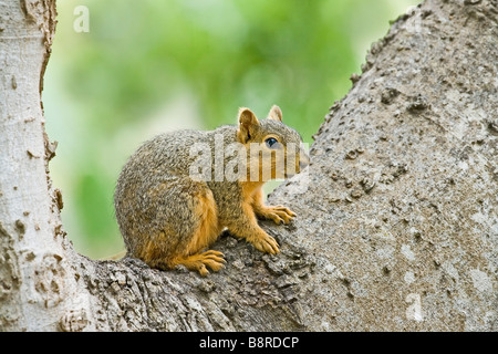 Östlichen Fuchs, Eichhörnchen Sciurus niger Stockfoto