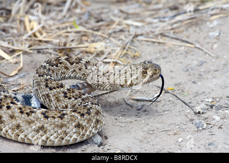 Western Diamondback Klapperschlange Crotalus atrox Stockfoto