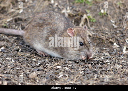 Braune Ratte Rattus Norvegicus Fütterung auf Bird Seed UK Stockfoto