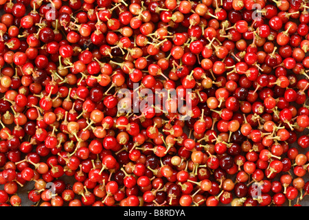 Masse der roten Semi gereifte Früchte von schwarzen Kirschen [Prunus Serotina] mit vielen kurzen gelben Stielen. Stockfoto