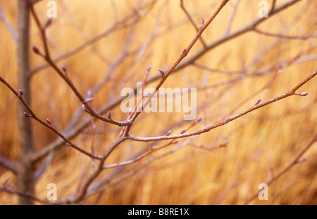 Nahaufnahme von Knospen Äste und Stamm der jungen gemeinsamen Erle Baum mit goldenen braunen Hintergrund Winter Schilf Stockfoto