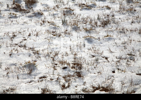 Schneeflocken mit Rasen Stiele Hintergrund. Stockfoto