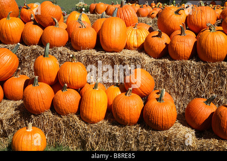 Haufenweise Kürbisse auf zwei abgestufte gestufte Heuballen in der Sonne sitzen Stockfoto