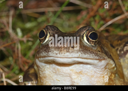 Gemeinsamen Frosch Rana Temporaria Hamsterley Forest County Durham Stockfoto