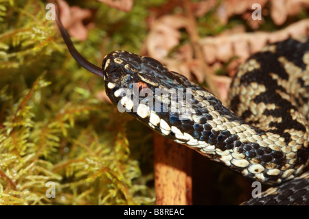 Männliche Kreuzotter Vipera Berus Sensing mit Zunge Teesdale County Durham Stockfoto