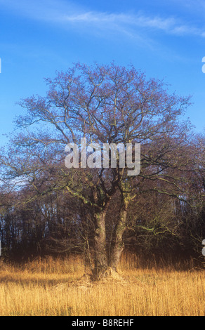 Knorrige gemeinsame Erle-Baum trägt lila Winter männlichen Kätzchen mit Ziege Weiden und blauen Himmel dahinter und getrockneten Segge vor Stockfoto