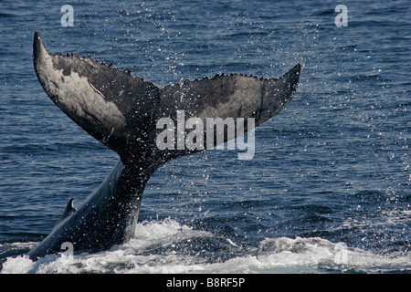 Buckelwal Kalb Fluke, schlug seinen Schweif an der Oberfläche, Unterseite der Rute. Lobtailing Stockfoto