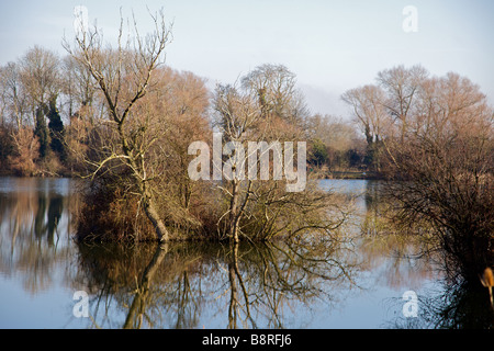 Bäume in einem See, Bedfordshire, England Stockfoto