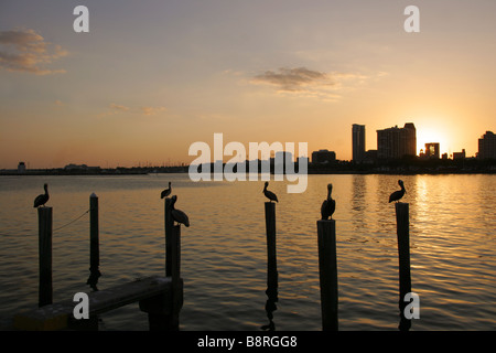 Pelikane am Pier bei Sonnenuntergang St.Petersburg Florida USA Stockfoto