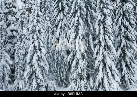 Waldbäume bedeckt mit starkem Schneefall Zentrum Kaskaden von Washington USA Stockfoto