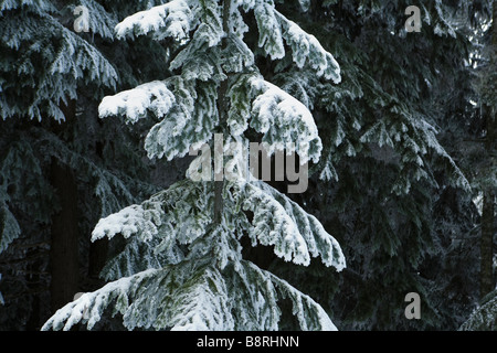 Detailansicht einer jungen Douglasie im Winter bedeckt mit Schnee und Eis zentrale Kaskaden von Washington USA Stockfoto