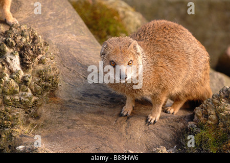 Gelbe Mungo auf Suche Stockfoto