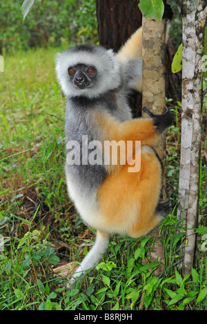 DIAdem Sifaka, matrizengeformte Sifaka (Propithecus Diadema), am Baumstamm, Madagaskar Stockfoto