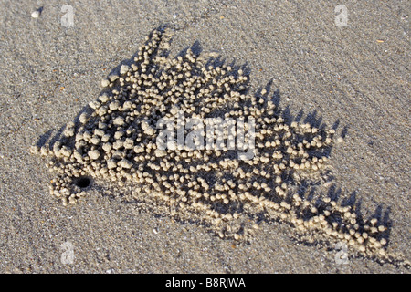 Winzige Sandbälle von Sand Bubbler Crab am Strand in Terengganu, Malaysia. Stockfoto