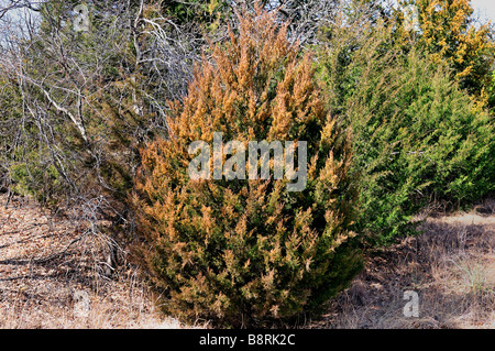 Ein Eastern Red Cedar geladen mit Pollen in der Landschaft von Oklahoma, USA. Stockfoto