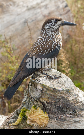 Gefleckte Nussknacker auf Baumstumpf Stockfoto