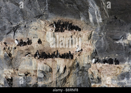 Tordalk (Alca Torda), Tordalken und Trottellummen auf einem Felsen, Norwegen Stockfoto