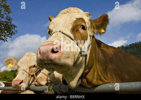 Hausrind (Bos Primigenius F. Taurus), Jungvieh, Porträt, Deutschland, Baden-Württemberg Stockfoto
