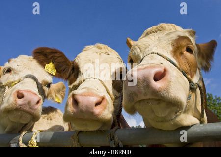 Hausrind (Bos Primigenius F. Taurus), Jungvieh, Porträt, Deutschland, Baden-Württemberg Stockfoto