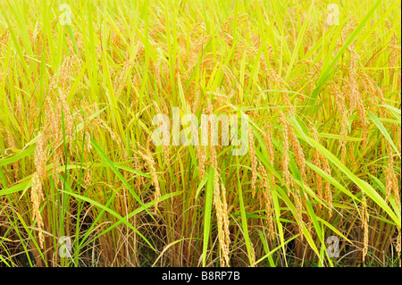 Rice Field, Miyozenji, Shirakawa-Go, Präfektur Gifu, Japan Stockfoto