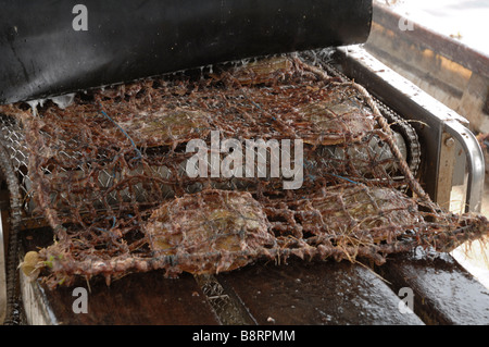 Mechanische Reinigung der marine Bewuchs vom Zahnrad auf Boot japanische Perle Bauernhof Darvel Bay Sulusee Malaysia Sout-Ost-Asien Stockfoto