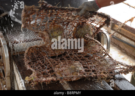 Mechanische Reinigung der marine Bewuchs vom Zahnrad auf Boot japanische Perle Bauernhof Darvel Bay Sulusee Malaysia Sout-Ost-Asien Stockfoto