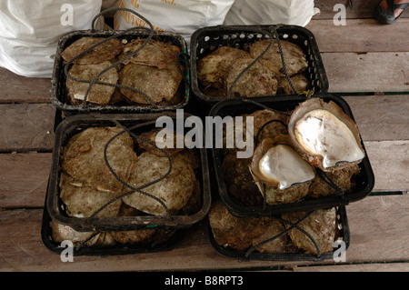 Kisten mit leeren verarbeiteten Auster Schalen japanische Perlenfarm Darvel Bay Sulusee Malaysia in Südostasien Stockfoto