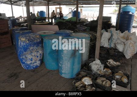 Japanische Perle Bauernhof Darvel Bay Sulusee Malaysia in Südostasien Stockfoto