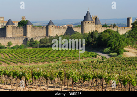 Carcassonne Frankreich Traube Reben und den mittelalterlichen Mauern Cité Stockfoto