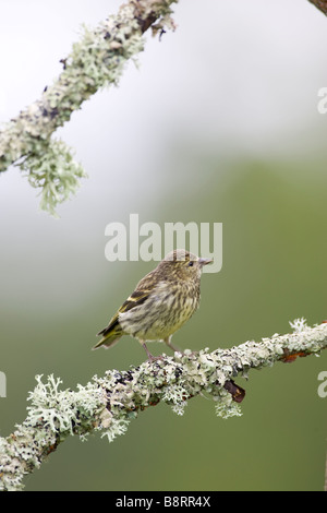 Juvenile Zeisig auf einem Hochsitz Stockfoto