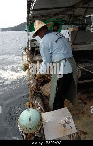 Mechanische Reinigung der marine Bewuchs vom Zahnrad auf Boot japanische Perle Bauernhof Darvel Bay Sulusee Malaysia Sout-Ost-Asien Stockfoto