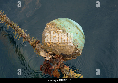 Marine Bewuchs am Liegeplatz Boje und Seil Japaner pearl Farm Darvel Bay Sulusee Malaysia in Südostasien Stockfoto