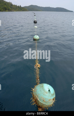 Marine Bewuchs am Liegeplatz Boje und Seil Japaner pearl Farm Darvel Bay Sulusee Malaysia in Südostasien Stockfoto